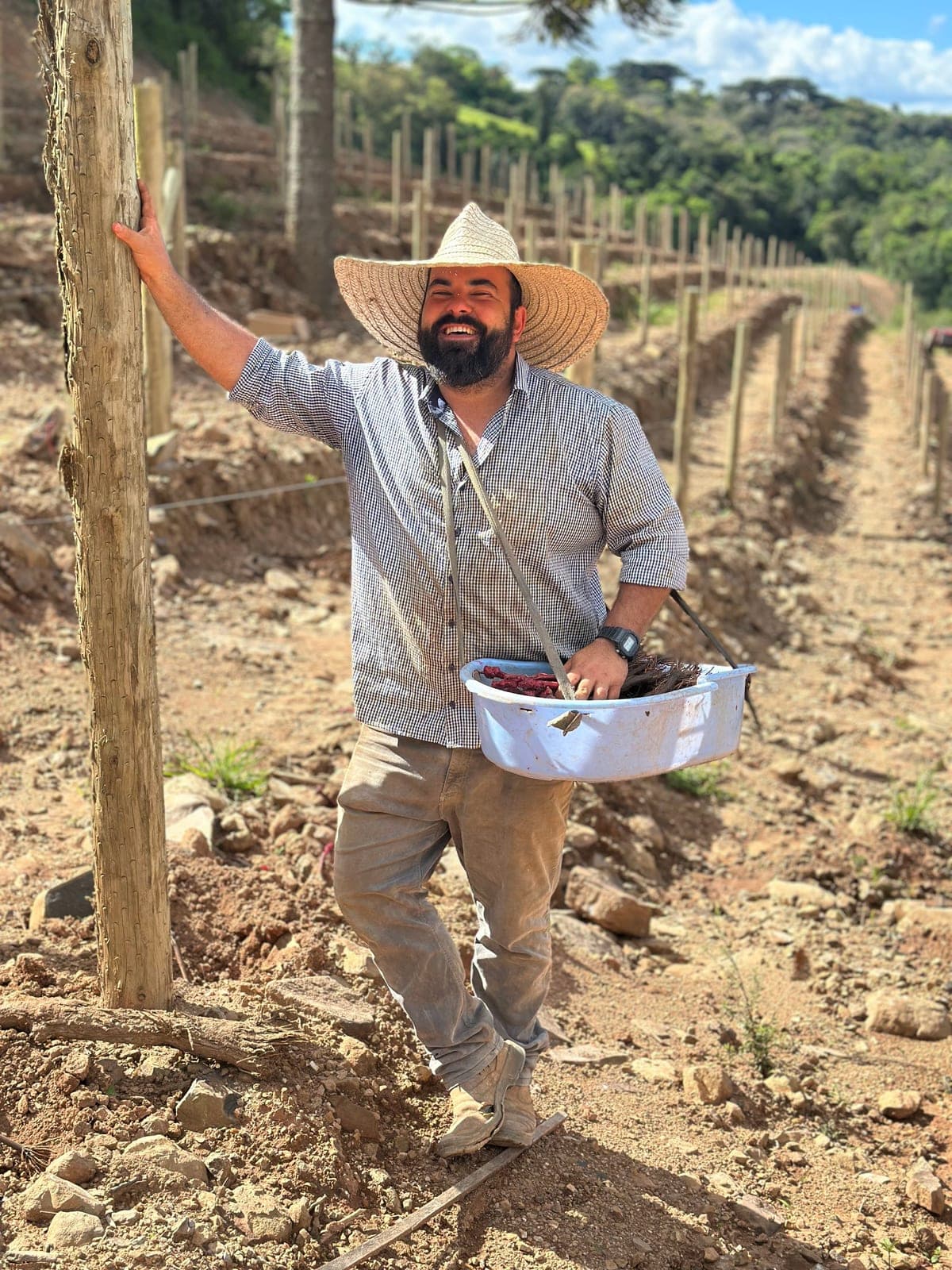 Agricultor parceiro na parreira, sorrindo com a bacia de colheita sob o sol